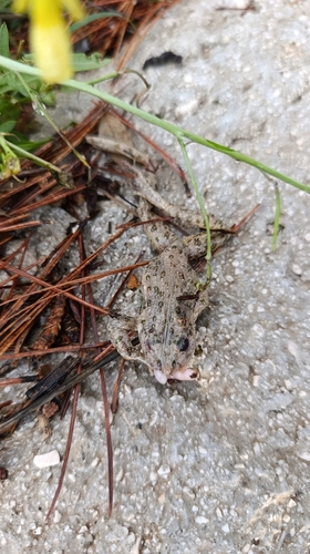 Common Parsley Frog