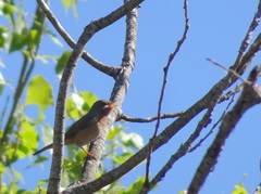 Curruca iberiae