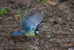 Parus major