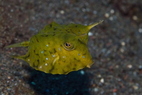 Lactoria cornuta observed 2026-10-15