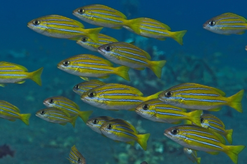 Lutjanus bengalensis observed 2026-10-16