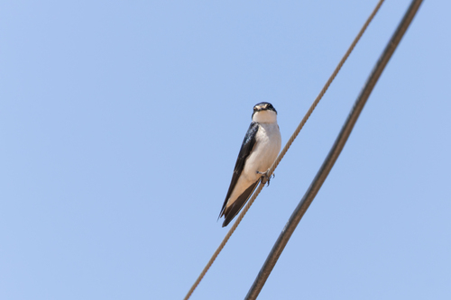 White-rumped Swallow
