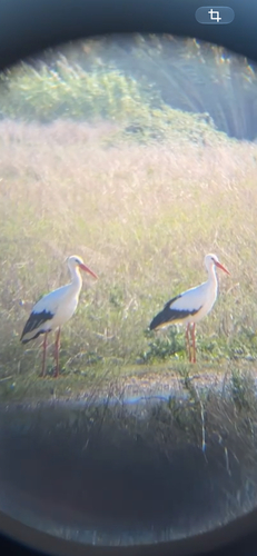 White Stork