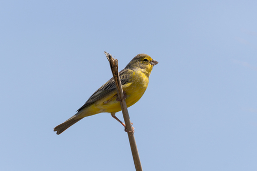 Grassland Yellow-Finch
