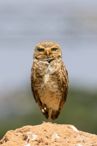 Burrowing Owl