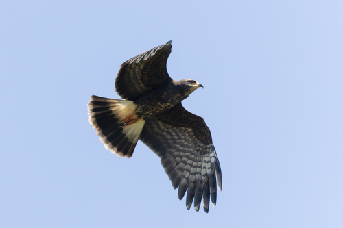 Snail Kite