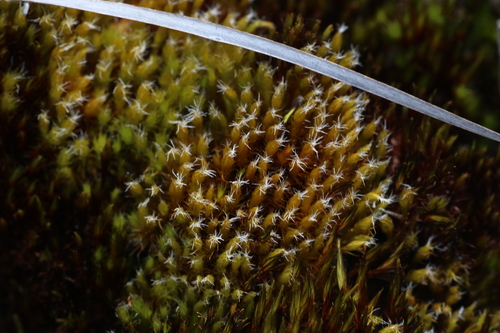 Campylopus introflexus observed 2026-10-21