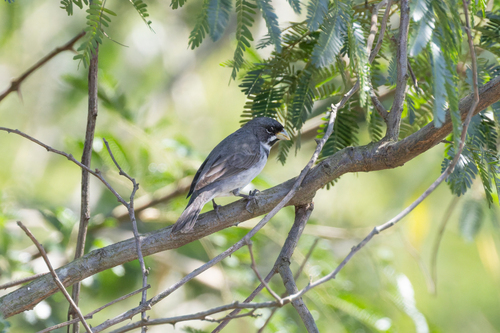Double-collared Seedeater