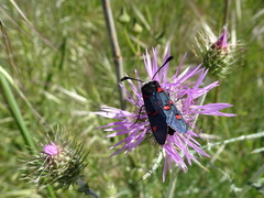 Zygaena lavandulae
