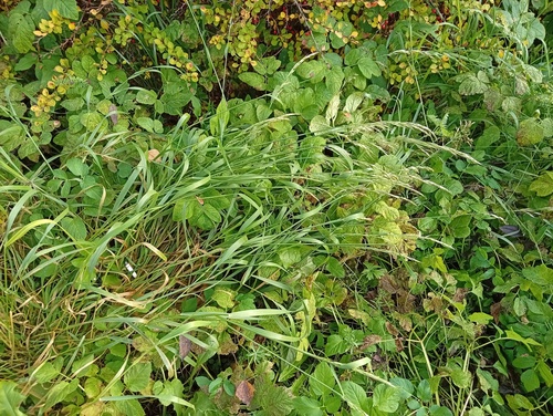Arrhenatherum elatius observed 2026-10-21