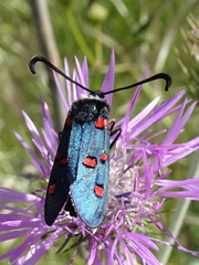 Zygaena lavandulae