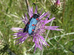 Zygaena lavandulae