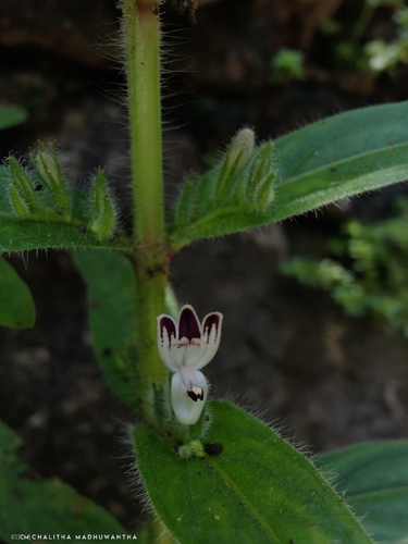 Andrographis echioides observed 2026-10-06