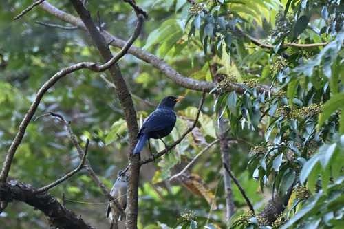 Myiophoneus observed 2026-10-20