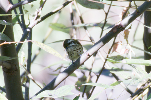 Picumnus innominatus observed 2026-10-20