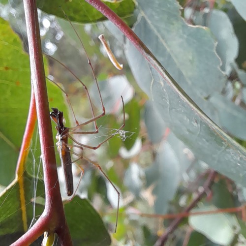Tetragnatha nitens