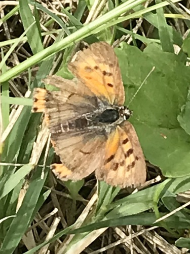 Small Copper