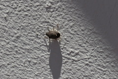 Holcostethus albipes