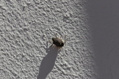 Holcostethus albipes