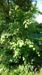 Tilia platyphyllos