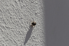 Holcostethus albipes