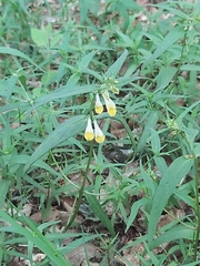 Melampyrum pratense commutatum