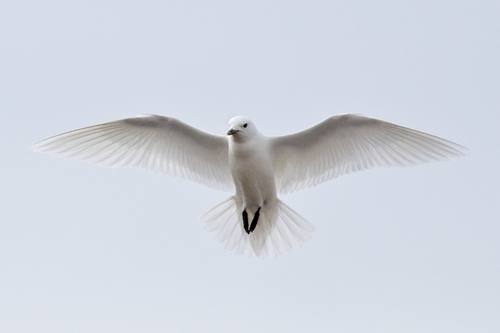 Ivory Gull, photo 3 of 10