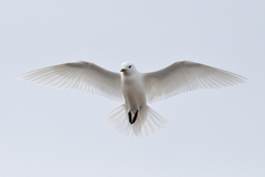 Ivory Gull photo 3