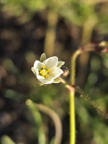 Spergula arvensis observed 2026-10-21