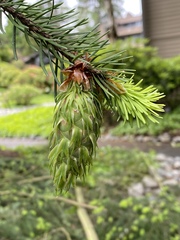 Pseudotsuga menziesii