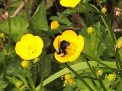 Bombus