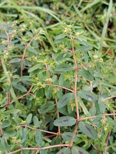 Spotted spurge