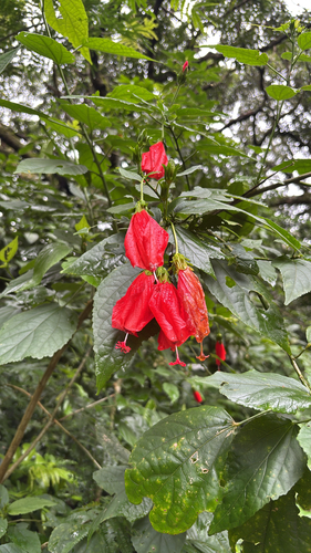 Malvaviscus penduliflorus observed 2026-10-19
