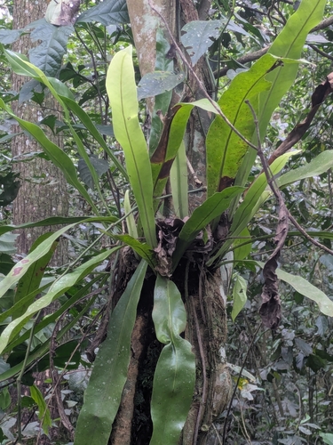 Microsorum punctatum observed 2026-10-21
