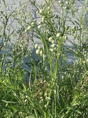 Parthenium hysterophorus