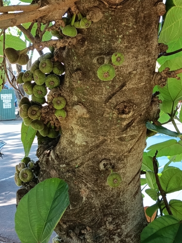Ficus auriculata observed 2026-10-21