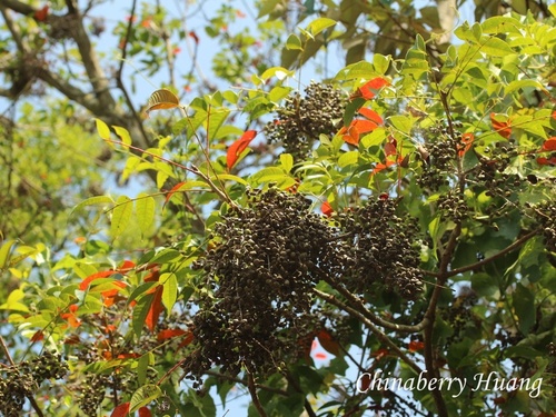 Toxicodendron succedaneum observed 2026-10-02