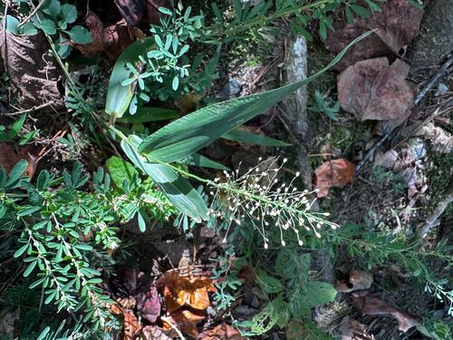 Dichanthelium sphaerocarpon observed 2026-10-20
