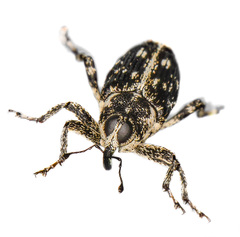 Cylindrocopturus quercus