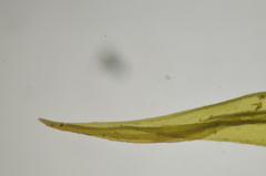 Grimmia ramondii
