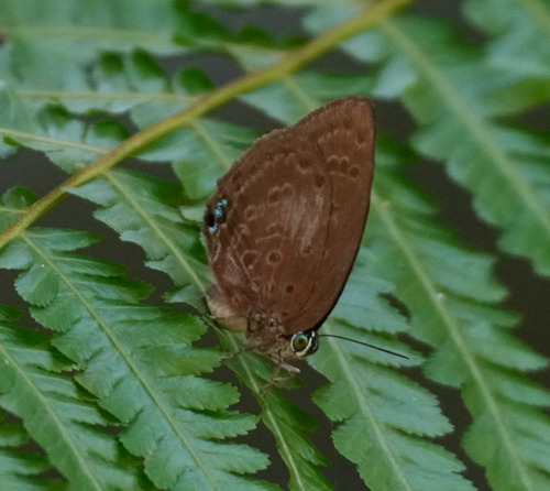 Arhopala