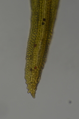 Grimmia ramondii