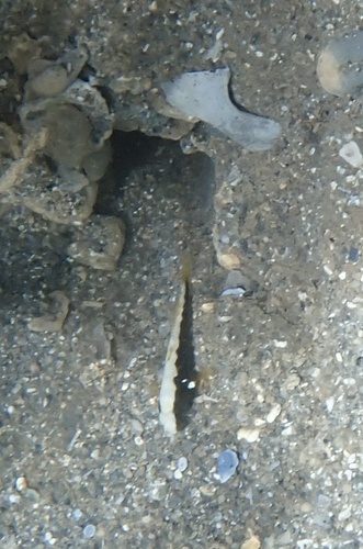 Cryptocentrus leucostictus observed 2026-10-21