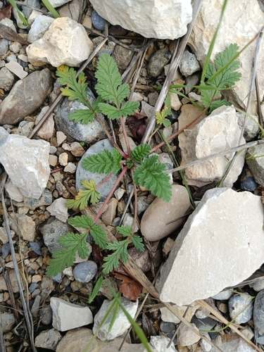 Long-beaked Stork's-bill
