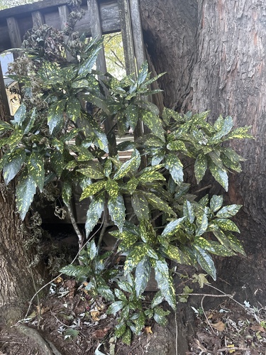 Aucuba japonica observed 2026-10-21