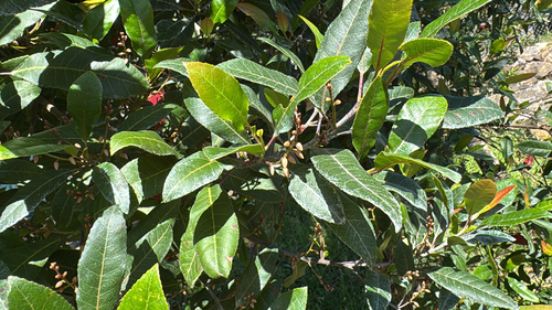 Elaeocarpus reticulatus observed 2026-10-21