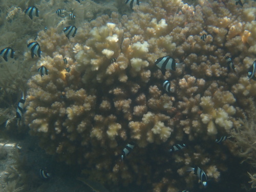 Dascyllus aruanus observed 2026-10-21