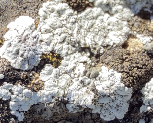 Diploicia canescens observed 2026-10-18