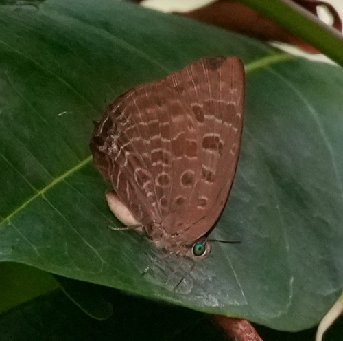 Arhopala