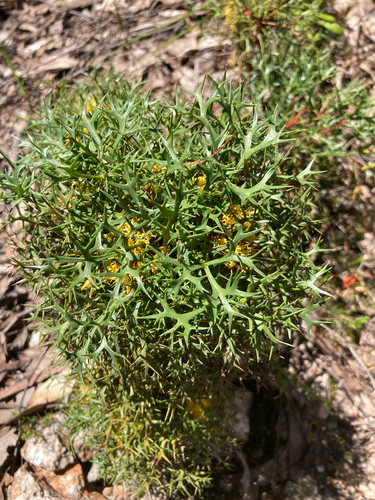 Isopogon ceratophyllus, 2026-10-21